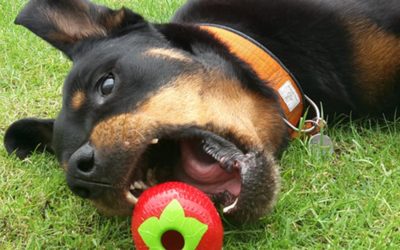 Öko Hundespielzeug im Test: Planet Dog [Werbung]