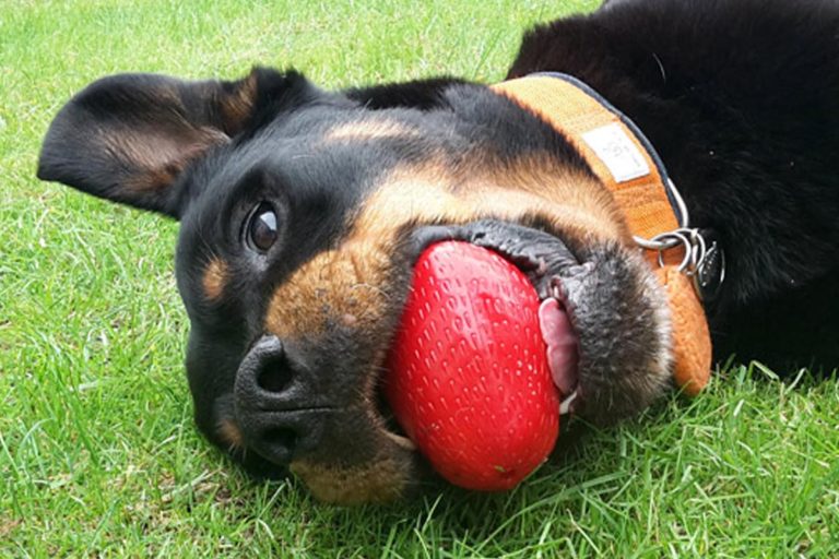 Öko Hundespielzeug im Test Ist Dog unzerstörbar? Grüner Hund