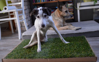 Carnilo: Das Hundeklo aus echtem Rasen im Test [Werbung]