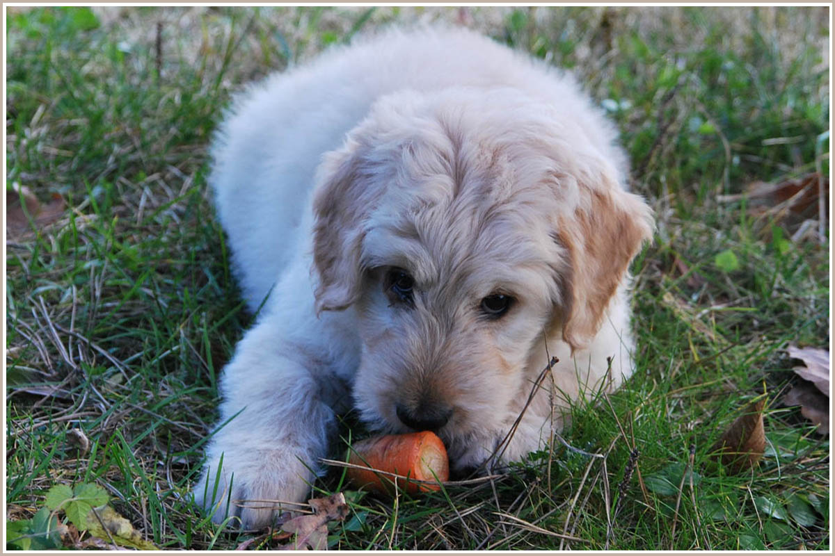 Veganes Hundefutter: Hund isst eine Möhre