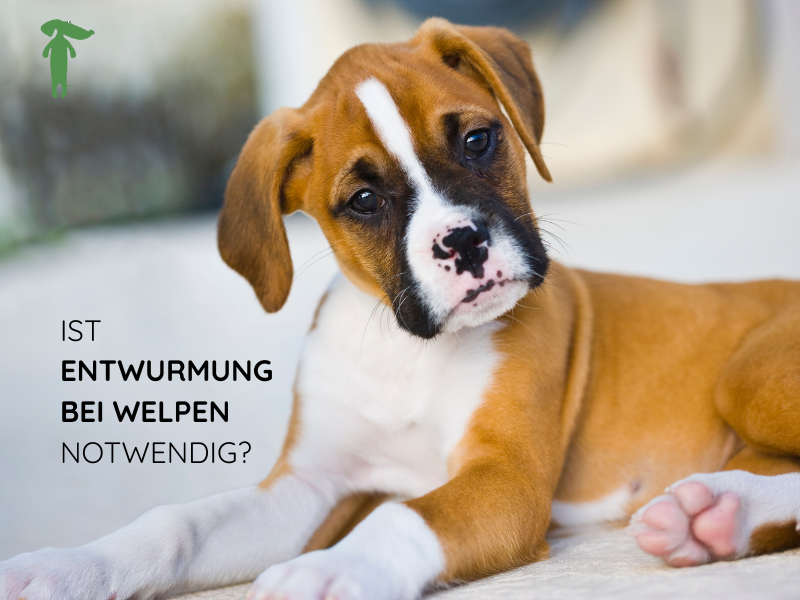 Parasitenpanik: Ist Entwurmung von Welpen wirklich notwendig?