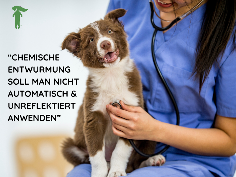 Ein Welpe beim Tierarzt
