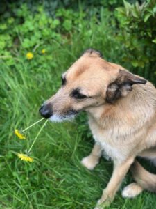 Löwenzahn für Hunde ist gesund