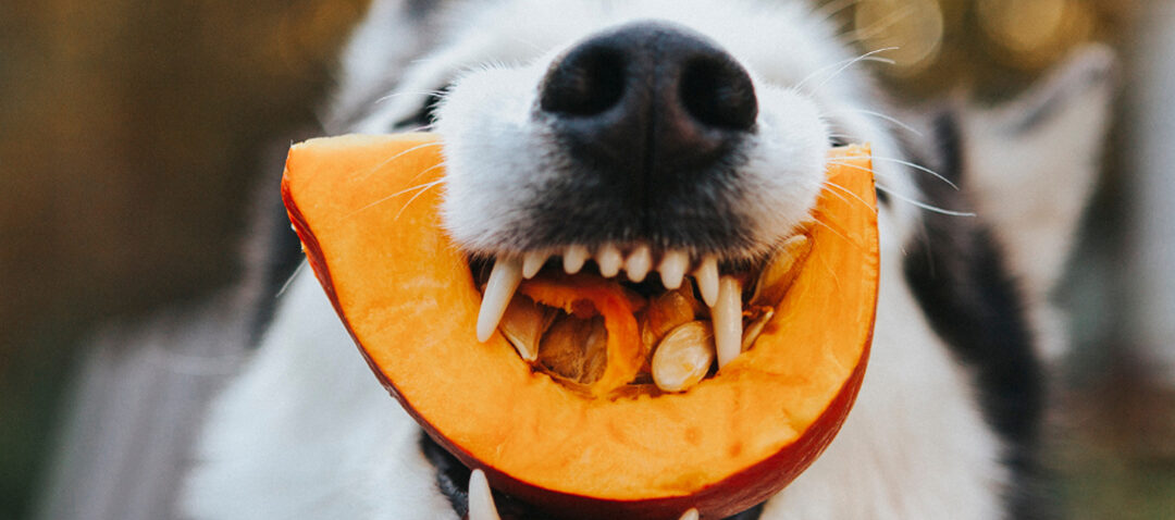 Dürfen Hunde Kürbis essen?