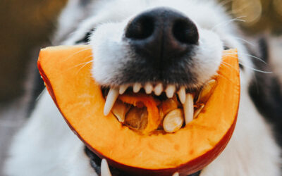 Dürfen Hunde Kürbis essen?