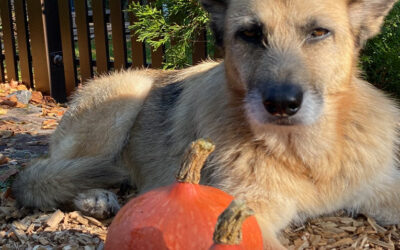 Dürfen Hunde Kürbis essen?